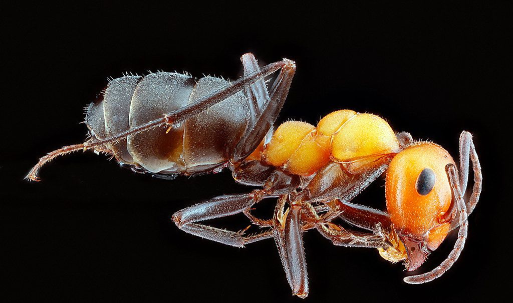 Ant Control service in Saratoga Springs, NY