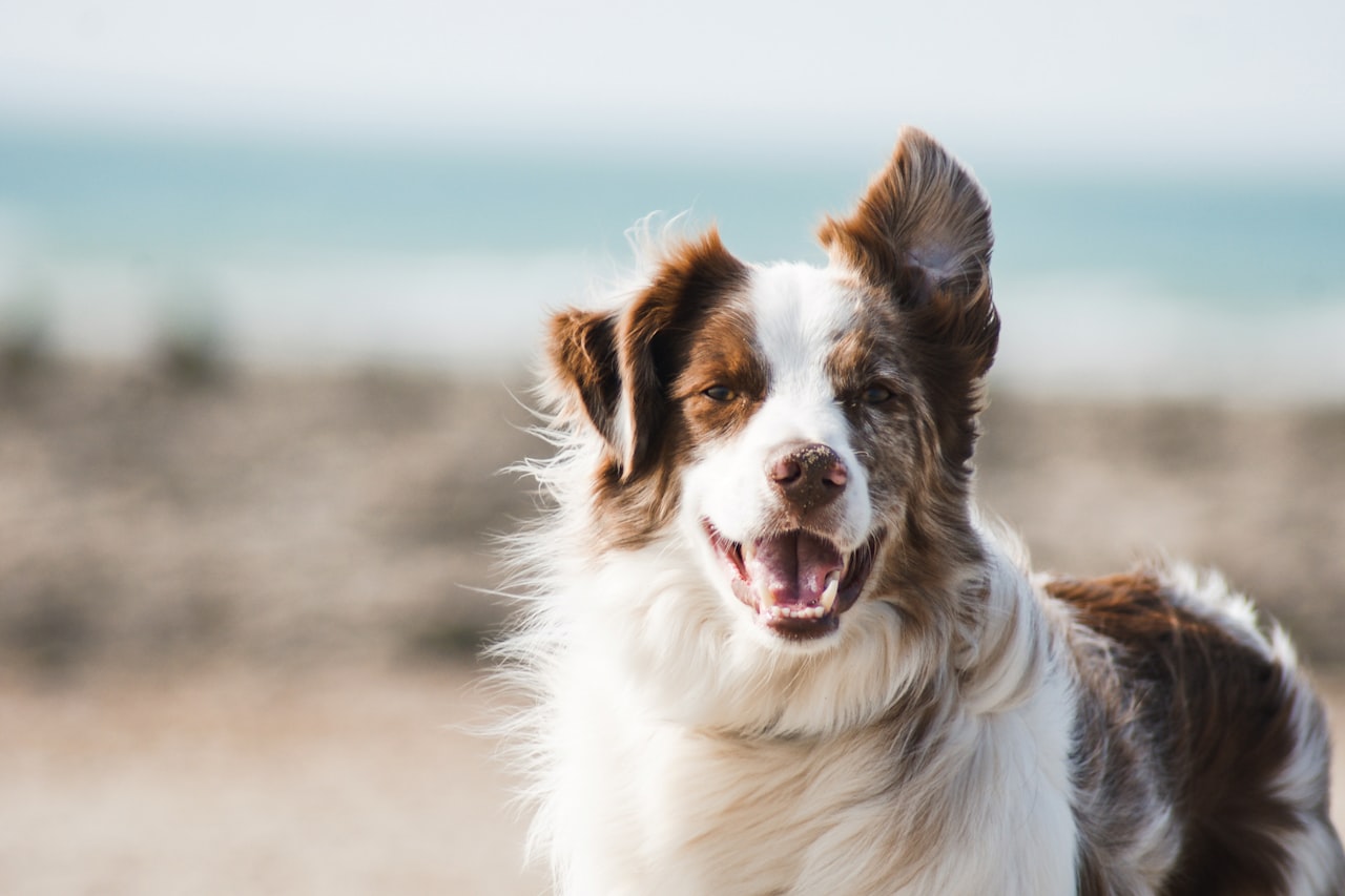 Flea & Tick Control service in Saratoga Springs, NY