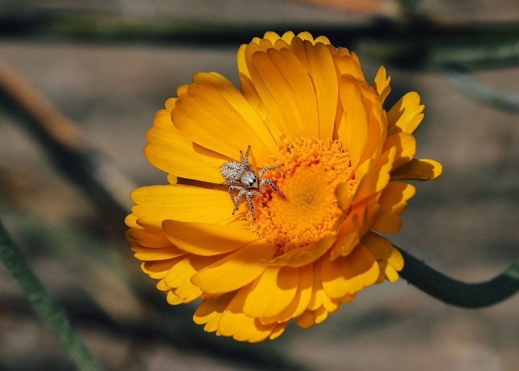 Spider Control service in Saratoga Springs, NY